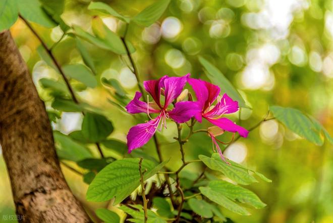 _情难还 5：枪响的代价_情难还 5：枪响的代价