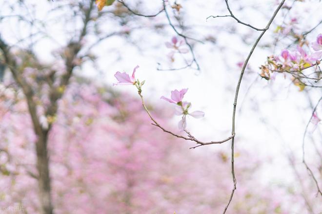 情难还 5：枪响的代价_情难还 5：枪响的代价_