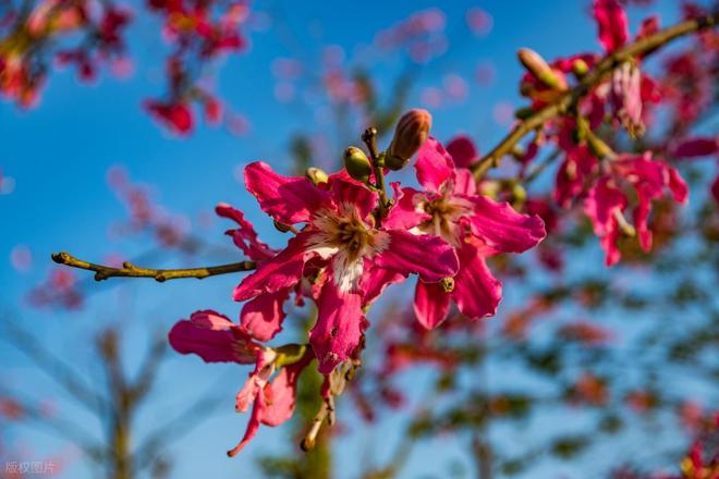 _情难还 5：枪响的代价_情难还 5：枪响的代价